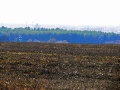 Степановский лес и далее-22
