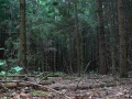 Лесной бор, спрятанный темный еловый лесочек (1)