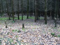 Лесной бор, спрятанный темный еловый лесочек (2)
