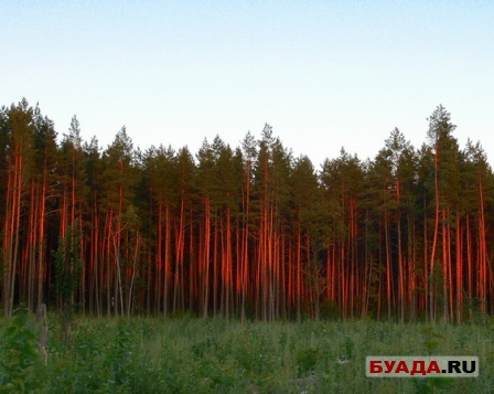 Фроловский БОР, закат.