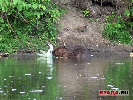 Бобер жрет