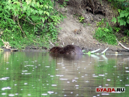 Бобер плавает