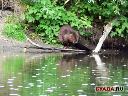 Бобер умывается