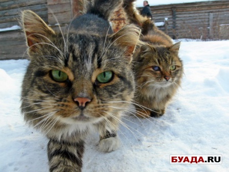 Коты разбойники